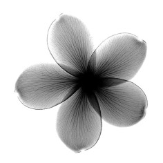 POWDERFUL COLÁGENO 2