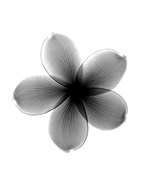 POWDERFUL NIACINAMIDA