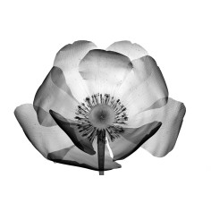 NATURPEEL ÁCIDO GLICÓLICO 30% 2