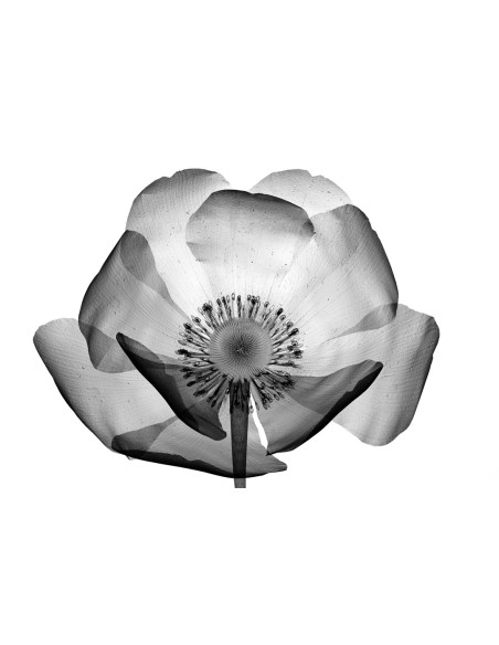 NATURPEEL SALICYLIC ACID 2%