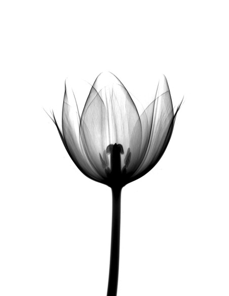 PURECLEAN LECHE LIMPIADORA